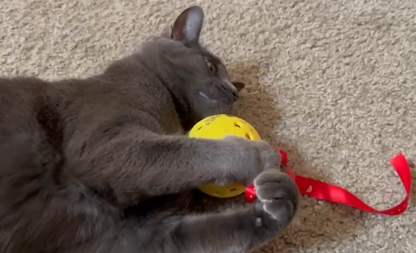 ๐พ Meow-Bomb (Single Toy Only) โ Clean, Smart, Refillable Cat Fun!