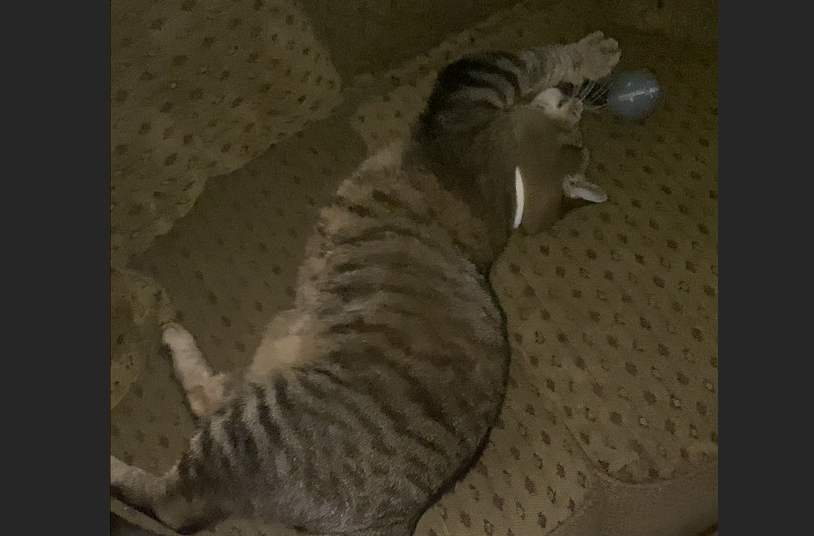 ๐พ Meow-Bomb (Single Toy Only) โ Clean, Smart, Refillable Cat Fun!