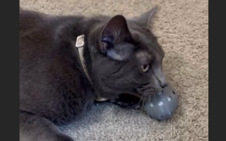 ๐พ Meow-Bomb (Single Toy Only) โ Clean, Smart, Refillable Cat Fun!