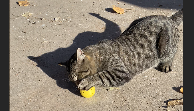 ๐พ Meow-Bomb (Single Toy Only) โ Clean, Smart, Refillable Cat Fun!