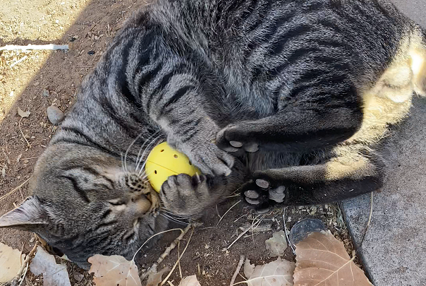 ๐พ Meow-Bomb (Single Toy Only) โ Clean, Smart, Refillable Cat Fun!