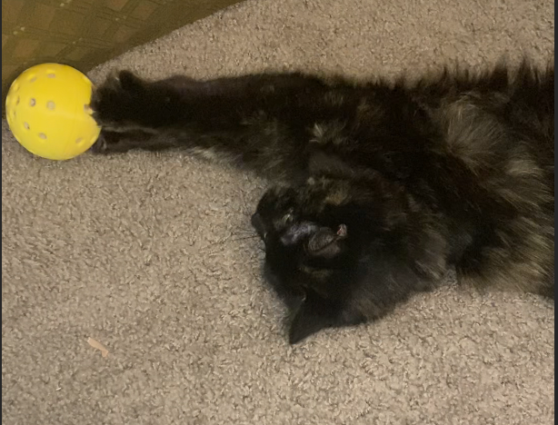 🐾 Meow-Bomb (Single Toy Only) – Clean, Smart, Refillable Cat Fun!