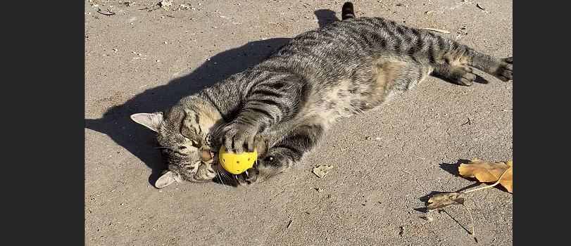 🐾 Meow-Bomb (Single Toy Only) – Clean, Smart, Refillable Cat Fun!
