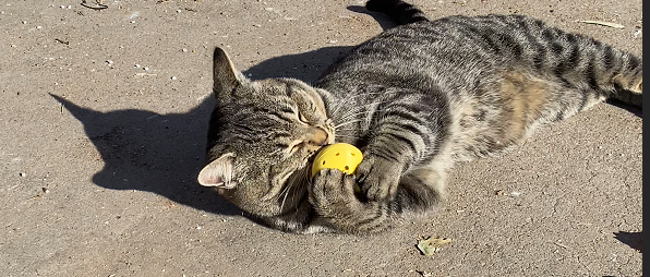 🐾 Meow-Bomb (Single Toy Only) – Clean, Smart, Refillable Cat Fun!